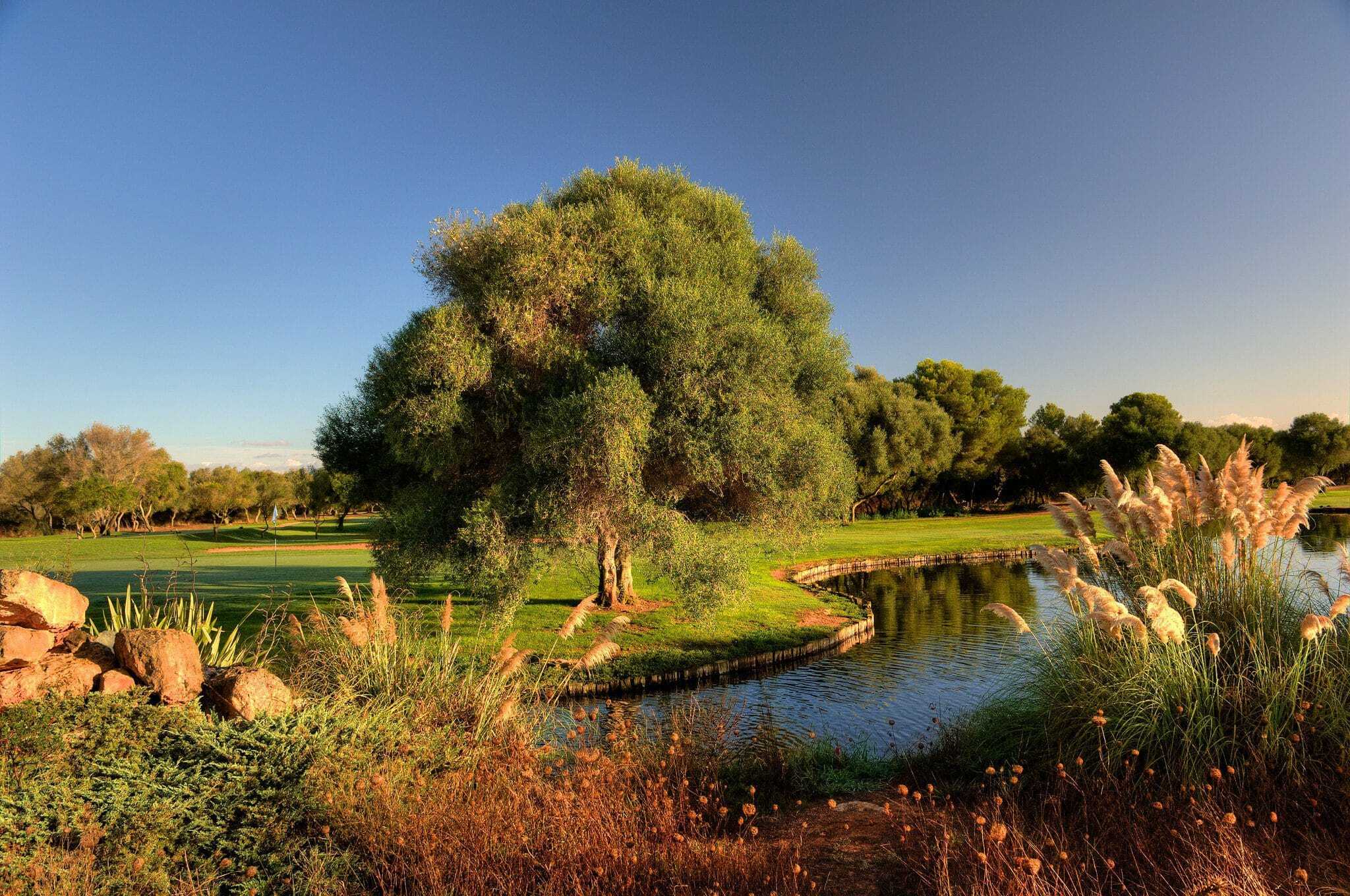 Golf Son Antem East