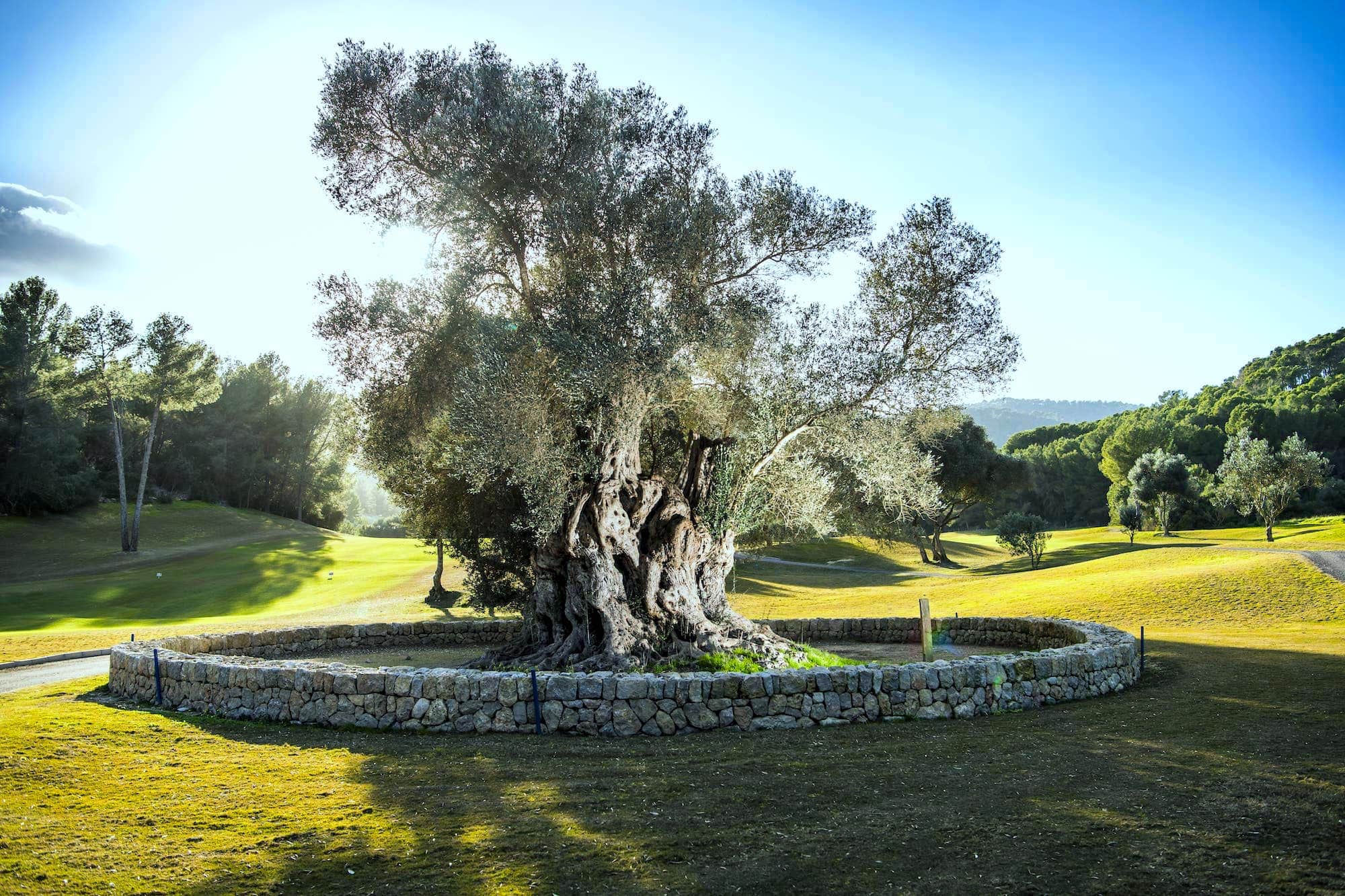 Golf Son Muntaner